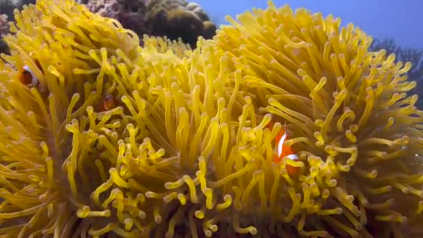 Simbiosis Pez Payaso Anémonas Fascinantes Inmersiones Submarinas Frente Las Islas — Vídeo de stock