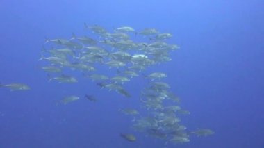 Jackfish. Filipin Adaları açıklarında büyüleyici sualtı dalışı.