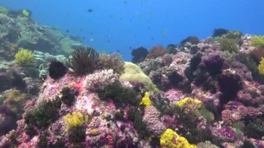 Filipin Adaları açıklarında büyüleyici sualtı dalışı.