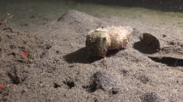 Prashadi Sepia Emocionante Buceo Nocturno Frente Las Islas Filipinas — Vídeo de stock