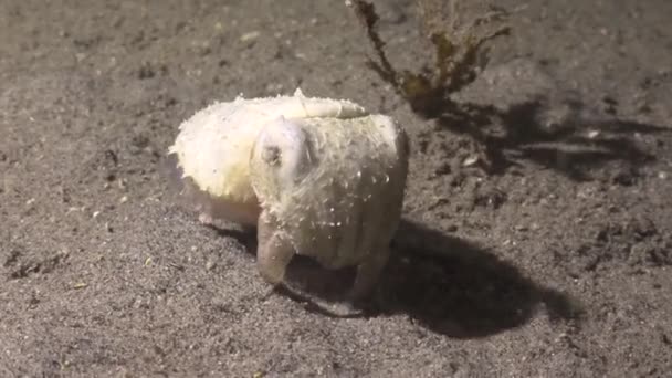 Prashadi Cuttlefish Exciting Night Diving Philippine Islands — Stock Video