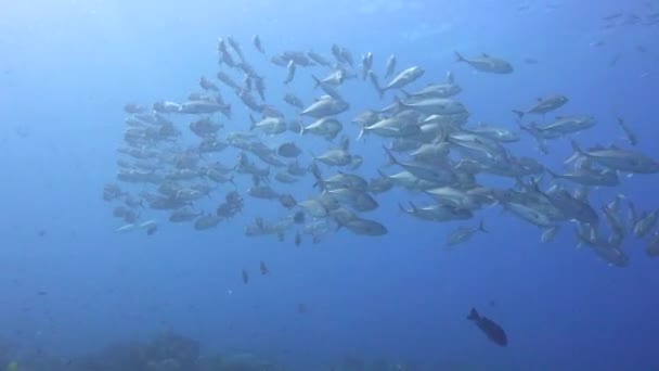 Jackfish Mergulhos Subaquáticos Fascinantes Nas Ilhas Filipinas — Vídeo de Stock