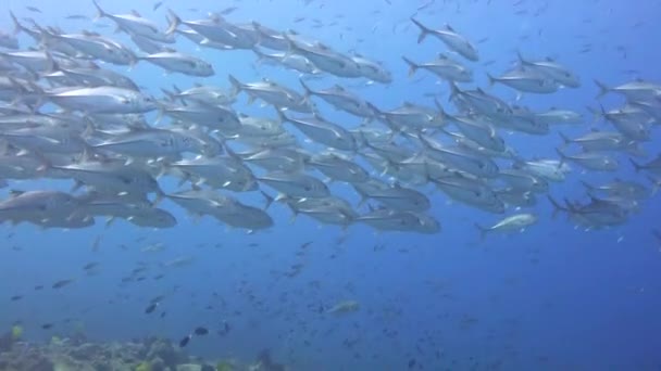 Jackfish Fascinující Podvodní Potápění Filipínách — Stock video