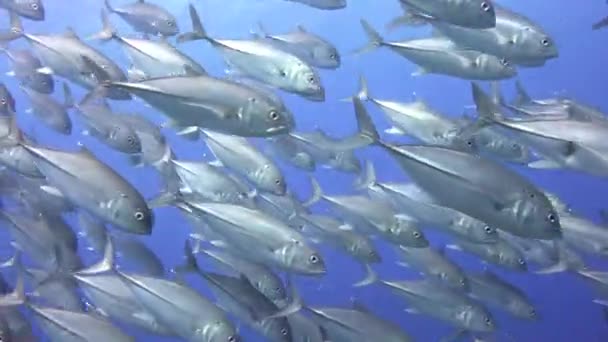 Jackfish Fascinating Underwater Dives Philippine Islands — Stock Video