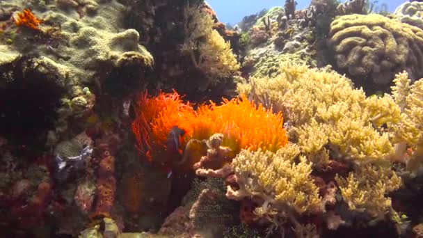 Palyaço Balığı Anemonların Ortak Yaşamı Filipin Adaları Açıklarında Büyüleyici Sualtı — Stok video