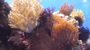 Palyaço balığı ve anemonların ortak yaşamı. Filipin Adaları açıklarında büyüleyici sualtı dalışı.