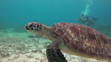 Deniz kaplumbağası. Filipin Adaları açıklarında büyüleyici sualtı dalışı.