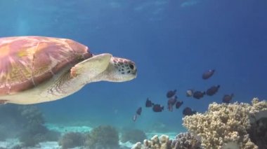 Deniz kaplumbağası. Filipin Adaları açıklarında büyüleyici sualtı dalışı.