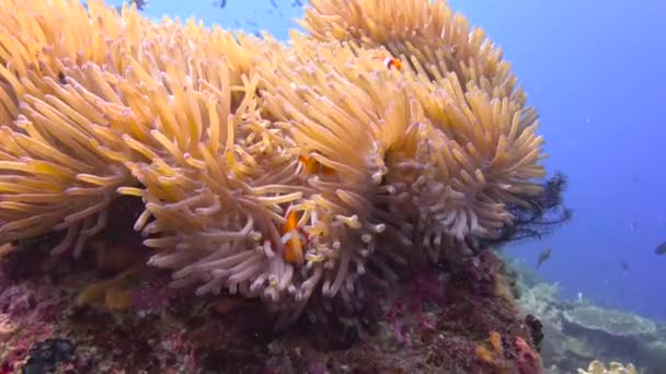 小丑鱼和海葵的共生 令人垂涎的菲律宾群岛水下潜水 — 图库视频影像