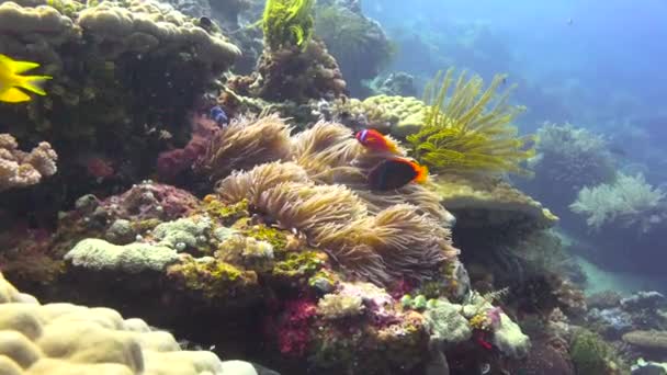 小丑鱼和海葵的共生 令人垂涎的菲律宾群岛水下潜水 — 图库视频影像