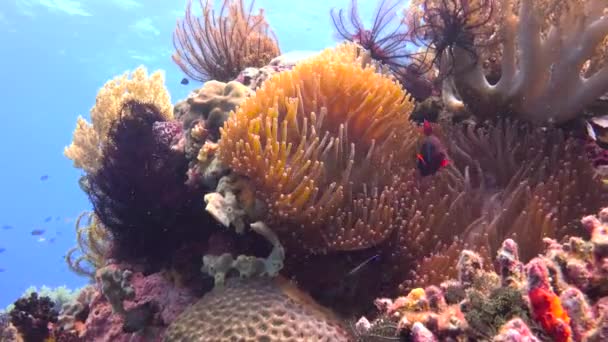 Simbiosi Pesci Pagliaccio Anemoni Affascinanti Immersioni Subacquee Largo Delle Isole — Video Stock