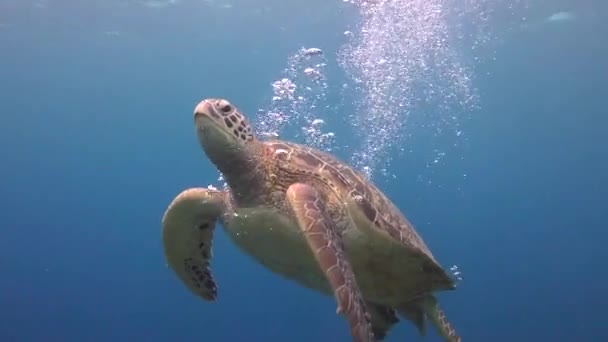 Морська Черепаха Цікаві Підводні Занурення Біля Філіппінських Островів — стокове відео