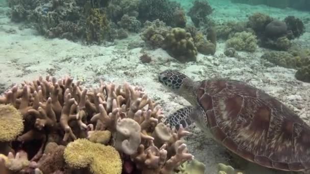 Mořská Želva Fascinující Podvodní Potápění Filipínách — Stock video