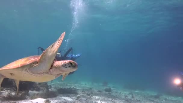 Havssköldpadda Fascinerande Undervattensdyk Utanför Filippinerna — Stockvideo