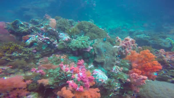 Συμβίωση Ψαριού Κλόουν Και Ανεμώνων Συναρπαστικές Υποβρύχιες Καταδύσεις Στα Νησιά — Αρχείο Βίντεο