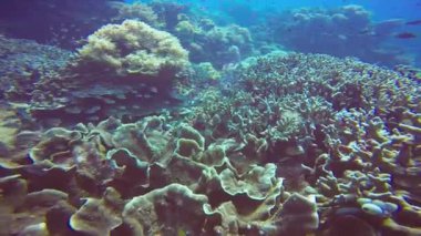 Filipin Adaları açıklarında büyüleyici sualtı dalışı.