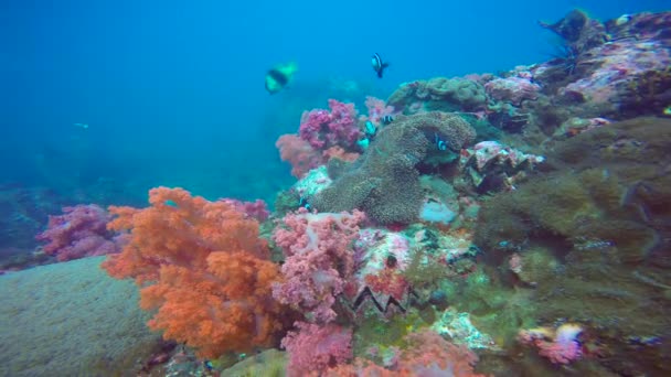 Symbiose Van Clownvissen Anemonen Fascinerende Onderwaterduiken Voor Filippijnse Eilanden — Stockvideo