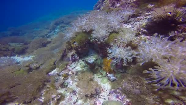 Fascinating Underwater Dives Philippine Islands — Stock Video