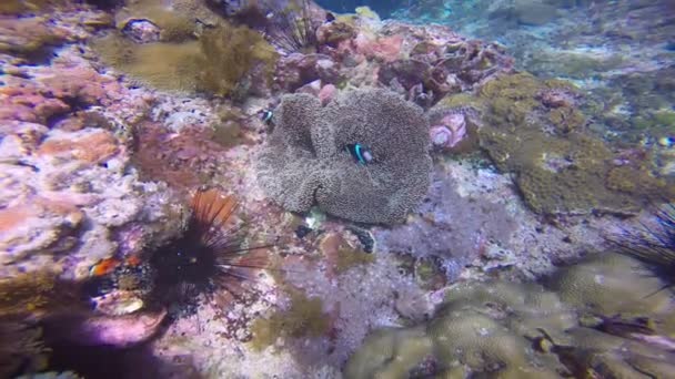 Symbiose Van Clownvissen Anemonen Fascinerende Onderwaterduiken Voor Filippijnse Eilanden — Stockvideo
