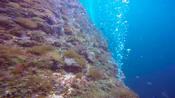 Fascinantes Inmersiones Submarinas Frente Las Islas Filipinas — Vídeos de Stock