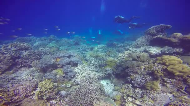 フィリピン諸島沖での水中ダイビング — ストック動画