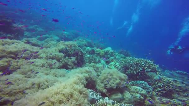 Fascinantes Inmersiones Submarinas Frente Las Islas Filipinas — Vídeos de Stock