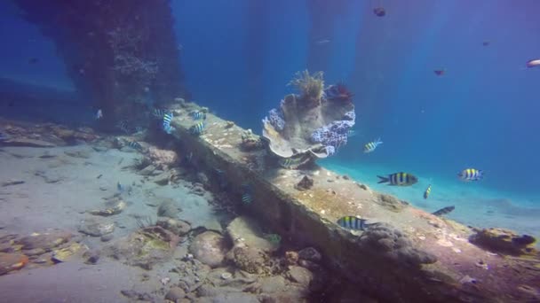 Affascinanti Immersioni Subacquee Largo Delle Isole Filippine — Video Stock