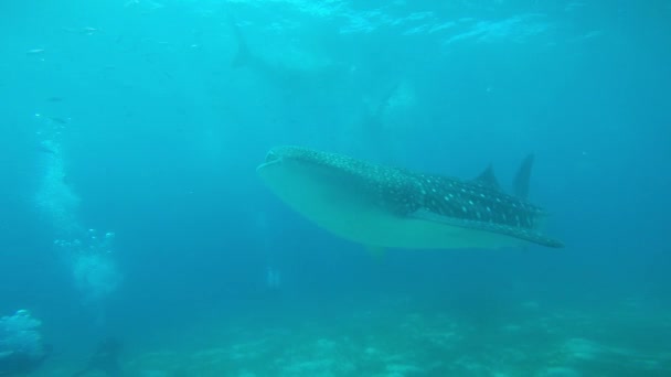 ジンベエザメ フィリピン諸島沖での水中ダイビング — ストック動画