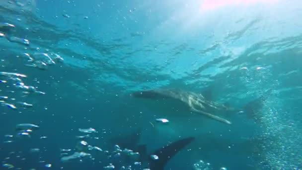 Walhai Faszinierende Unterwassertauchgänge Vor Den Philippinen — Stockvideo