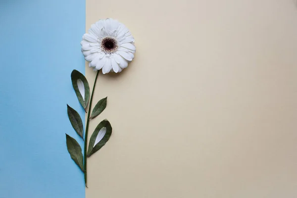 Hintergrund zum Internationalen Frauentag. — Stockfoto