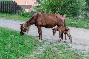 At nalı aile - mare ve Tay