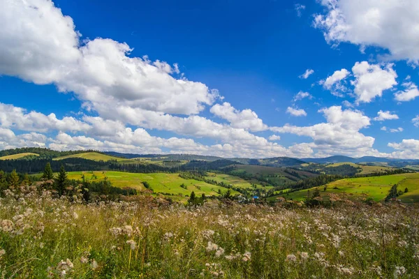 Wiese in den Karpaten — Stockfoto