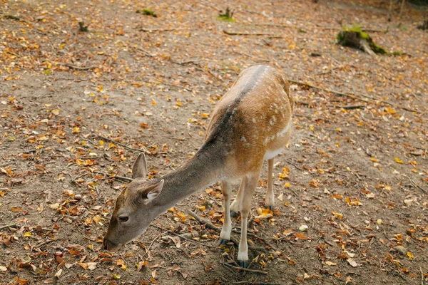 Les Femelles Broutent Cerf Dans Réserve Naturelle Doe Debout Dans — Photo