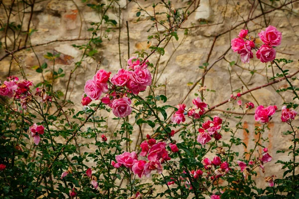 Rosafarbene Rosenblüten Schönen Rosenstrauch Garten Gegen Eine Steinmauer — Stockfoto