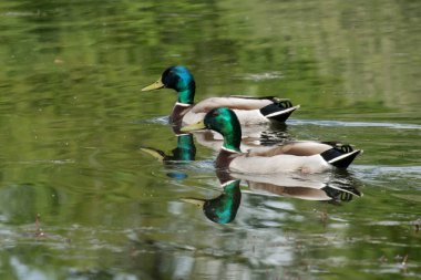 Erkek yaban ördekleri Duo yansıtma