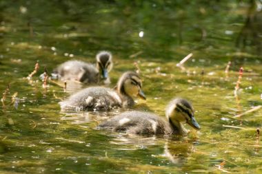 Su genç yaban ördekleri