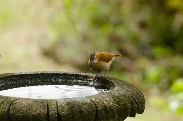 Blek-legged hornero dricksvatten från en brunn — Stockfoto