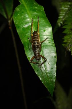 Bir yaprak üzerinde büyük kriket