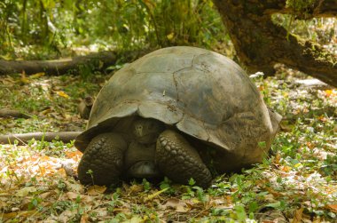 Doğal yaşam alanı içinde dev kaplumbağa