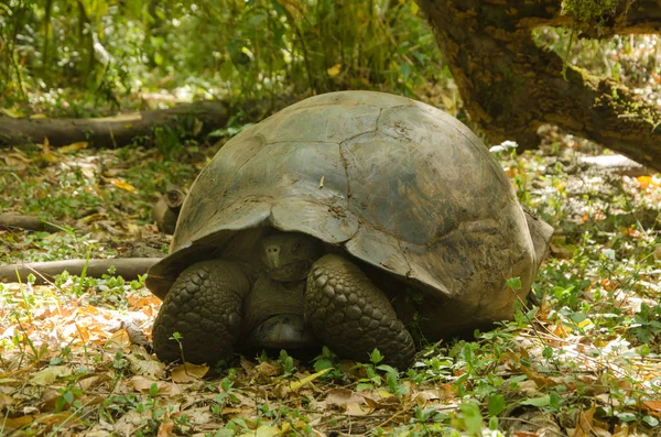 Doğal yaşam alanı içinde dev kaplumbağa