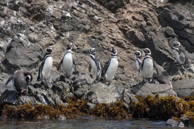 Grup küçük adacık üzerinde güneşlenme sekiz Macellan penguenleri