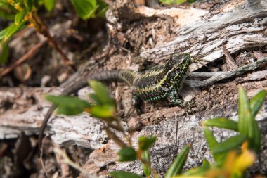 Güneş Isıtma kertenkele