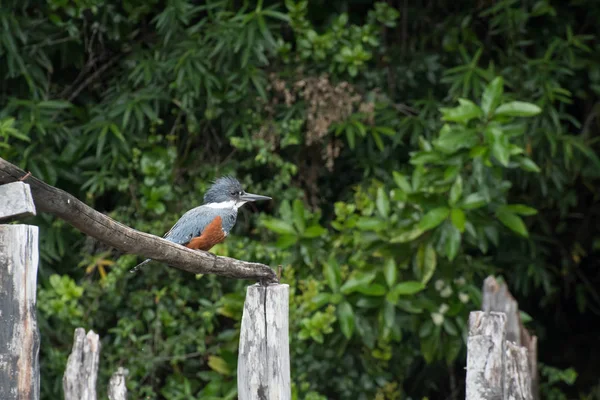 Eisvogel sitzt auf einem Barsch in der Nähe des Flusses Tschepu — Stockfoto