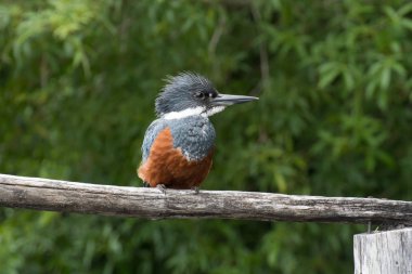 Kingfisher sitting on a perch clipart