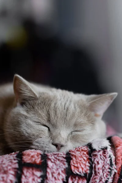Όνειρο Γλυκό Για Μια Σκωτσέζικη Στρέιτ Γάτα Από Κοντά — Φωτογραφία Αρχείου