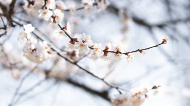 İlkbaharda gökyüzüne karşı çiçek açan kayısı dalları.