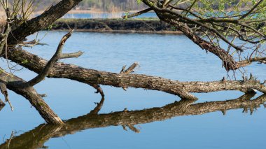 Gri ağaç dalları suyun üzerinde, yapraksız, yüzen kuru odun gibi.