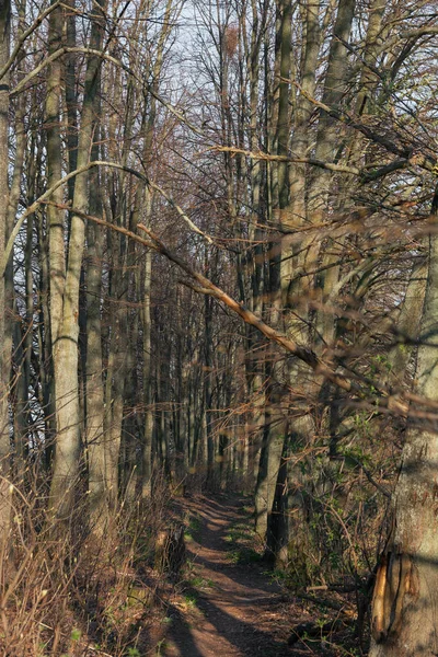 Voorjaarswandeling in het bos. Bomen zonder bladeren — Stockfoto
