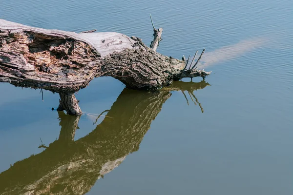 Branches d'arbres gris couchées au-dessus de l'eau, sans feuilles, comme du bois mort sec flottant — Photo