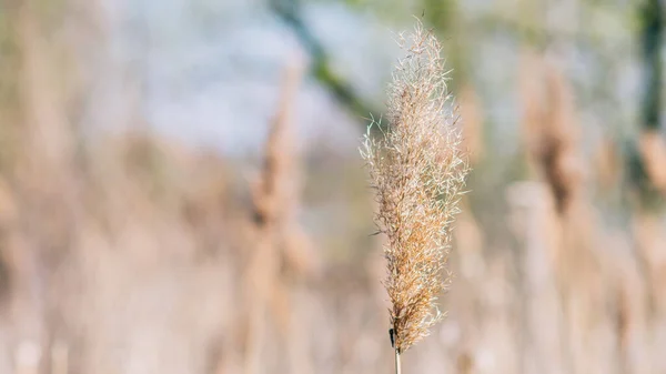 Suchá žlutá hůl na pozadí modré oblohy — Stock fotografie